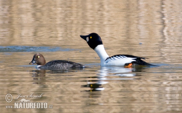 Schellente (Bucephala clangula)