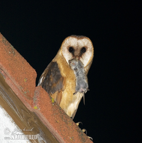 Schleiereule (Tyto alba)