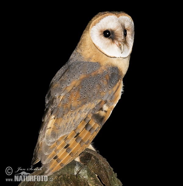 Schleiereule (Tyto alba)