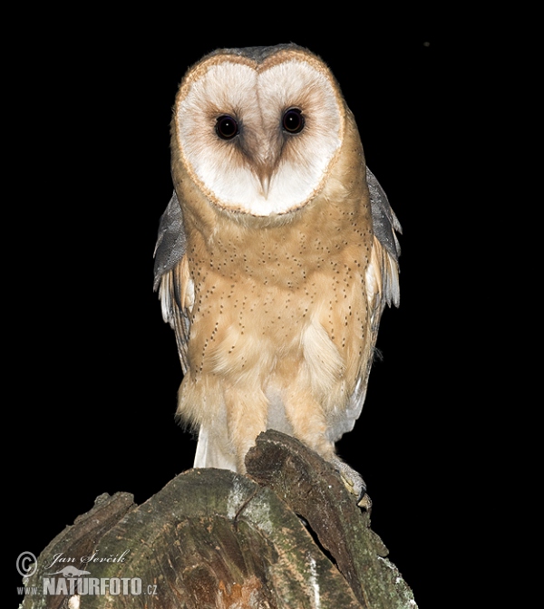 Schleiereule (Tyto alba)