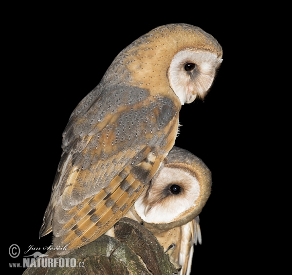 Schleiereule (Tyto alba)