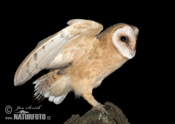 Schleiereule (Tyto alba)