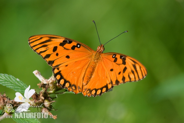 Schmetterling (Agraulis vanillae)