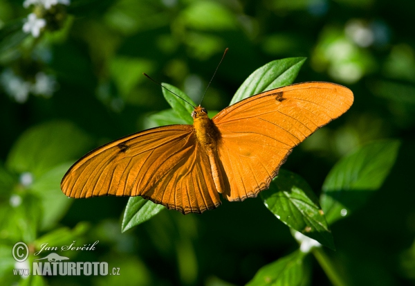 Schmetterling (Dryas iulia)