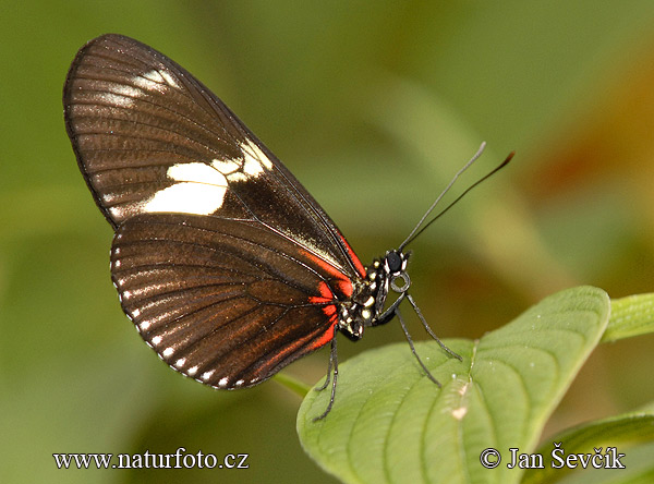 Schmetterling (Heliconius doris)