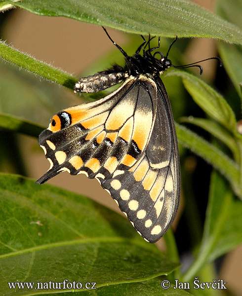 Schmetterling (Papilio polyxenes)