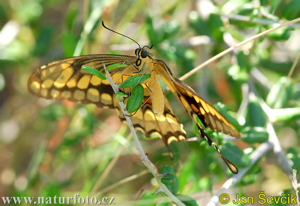 Schmetterling (Papilionidae)