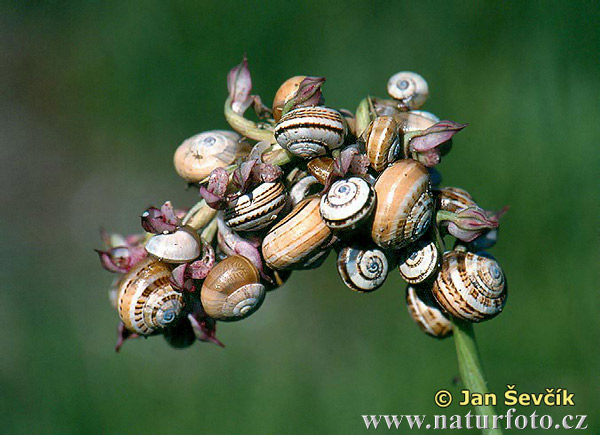 schnecke  pasmovka