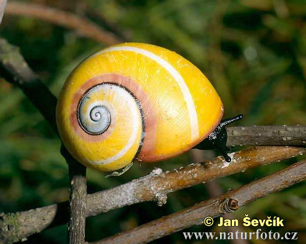 schnecke  polymita picta