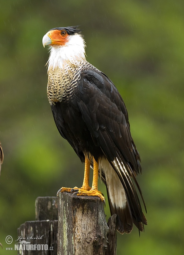 Schopfkarakara (Caracara plancus)