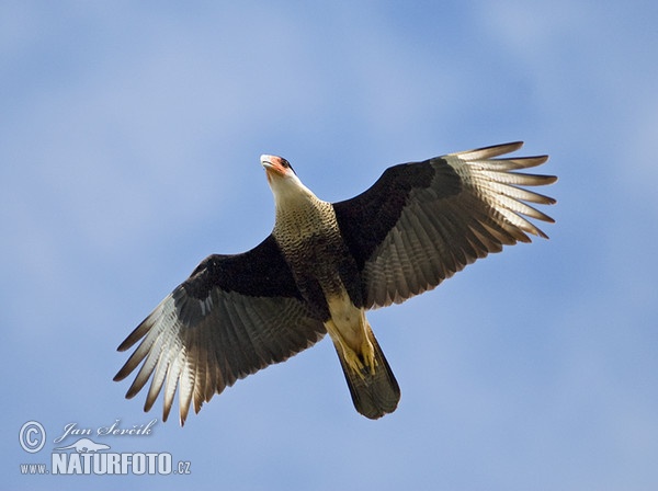 Schopfkarakara (Caracara plancus)