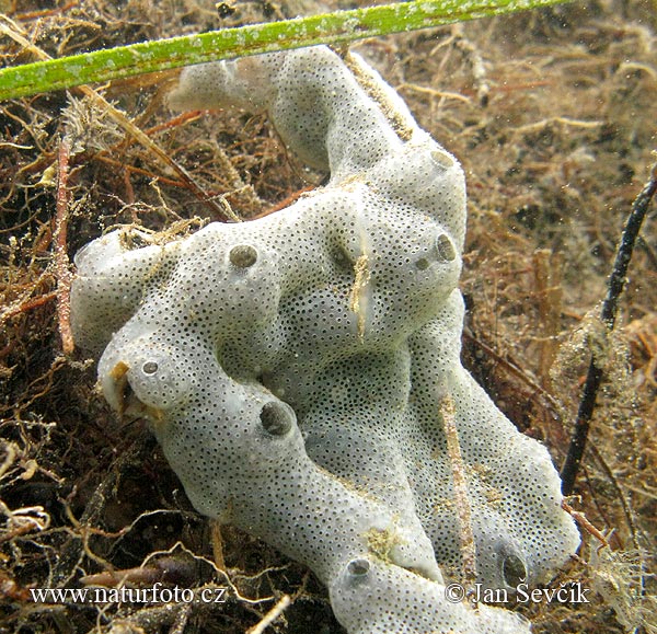 Schwamme (Porifera sp.)