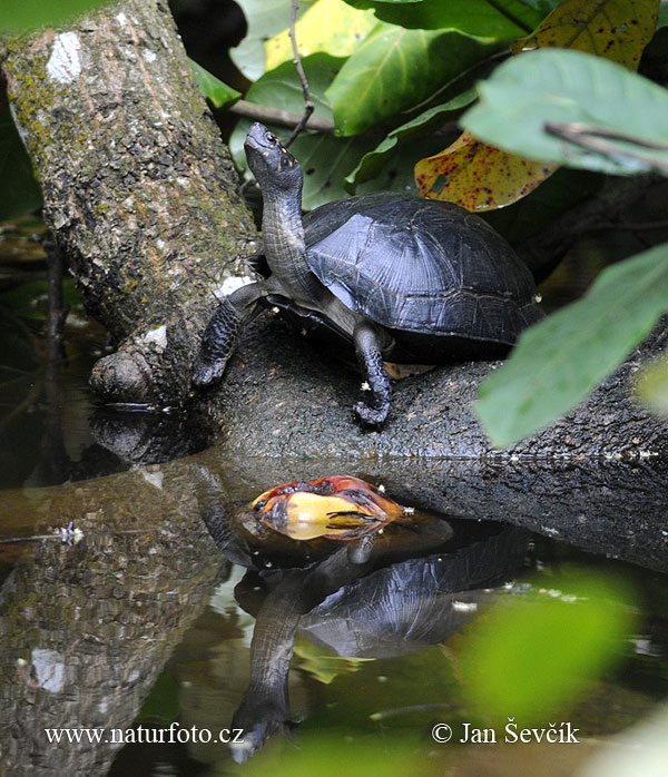 Schwarzbauch-Erdschildkröte (Melanochelys trijuga parkeri)