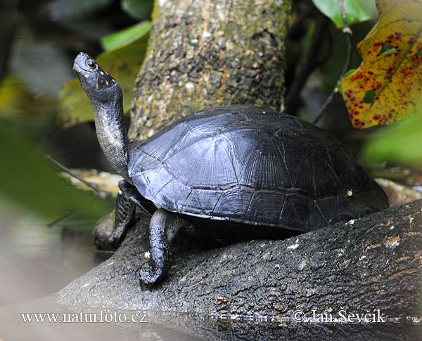Schwarzbauch-Erdschildkröte (Melanochelys trijuga parkeri)