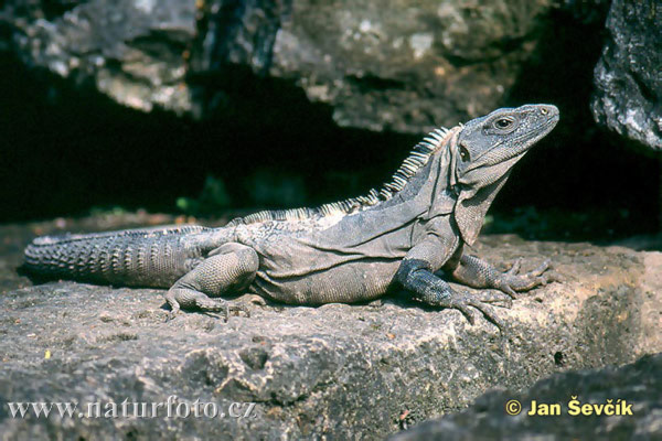 Schwarzer Leguan (Ctenosaura similis)