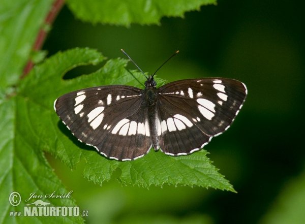 Schwarzer Traverfalter (Neptis rivularis)