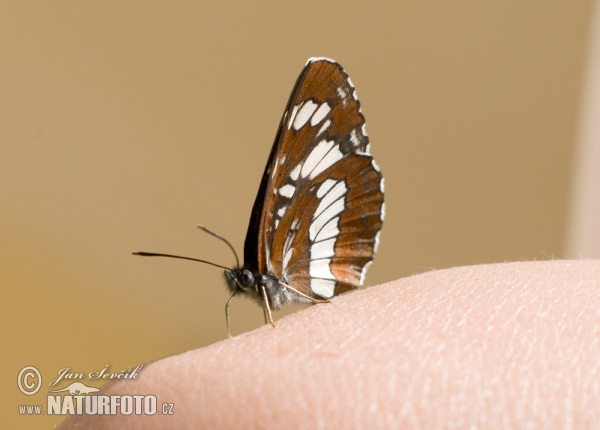 Schwarzer Traverfalter (Neptis rivularis)