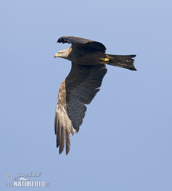 Schwarzmilan (Milvus migrans)