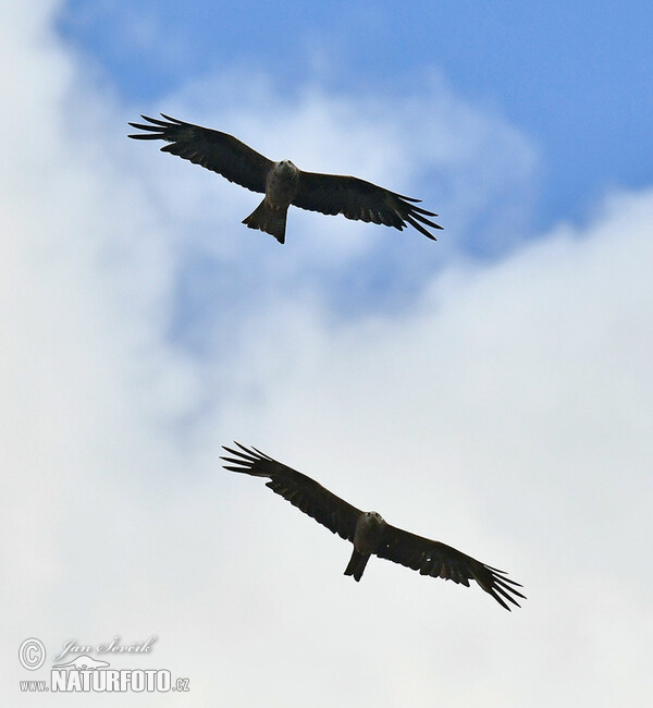 Schwarzmilan (Milvus migrans)