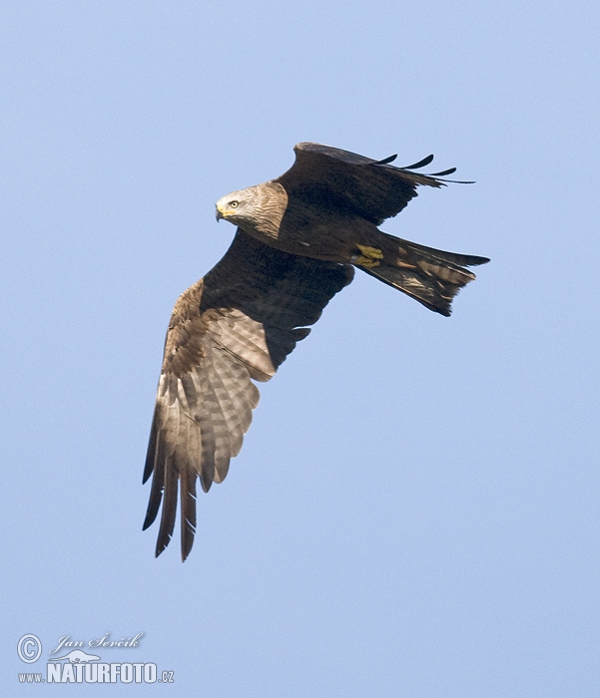 Schwarzmilan (Milvus migrans)