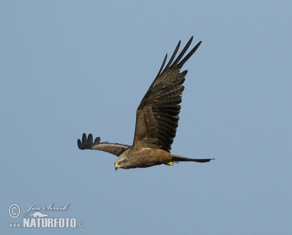 Schwarzmilan (Milvus migrans)