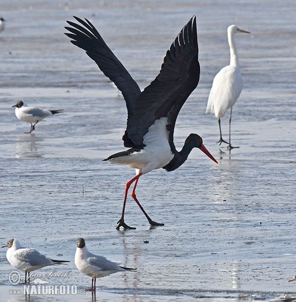 Schwarzstorch (Ciconia nigra)