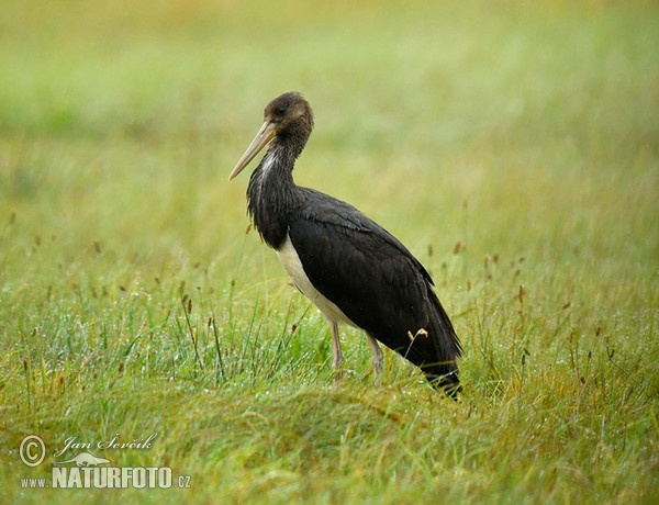 Schwarzstorch (Ciconia nigra)