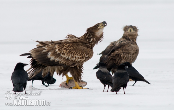 See Adler (Haliaeetus albicilla)