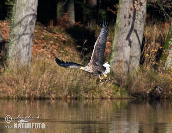 See Adler (Haliaeetus albicilla)