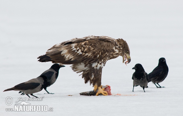 See Adler (Haliaeetus albicilla)