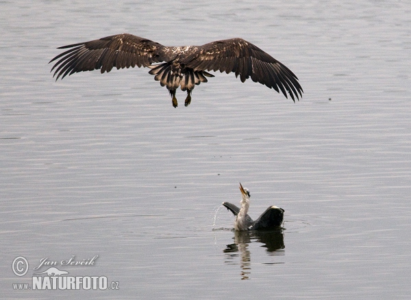 See Adler (Haliaeetus albicilla Ardea cinerea)