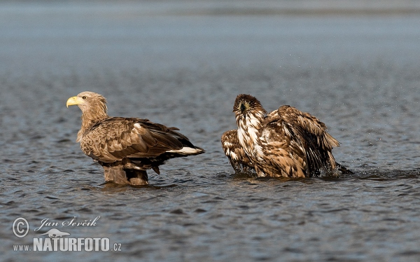 See Adler (Haliaeetus albicilla)