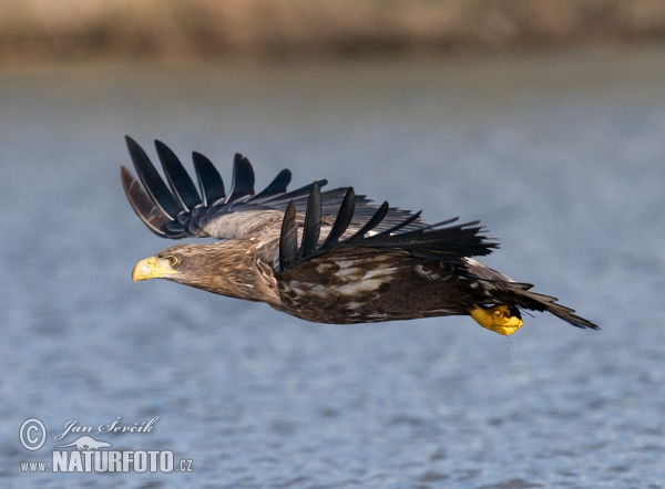 See Adler (Haliaeetus albicilla)