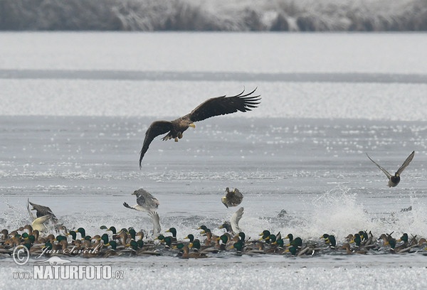 See Adler (Haliaeetus albicilla)