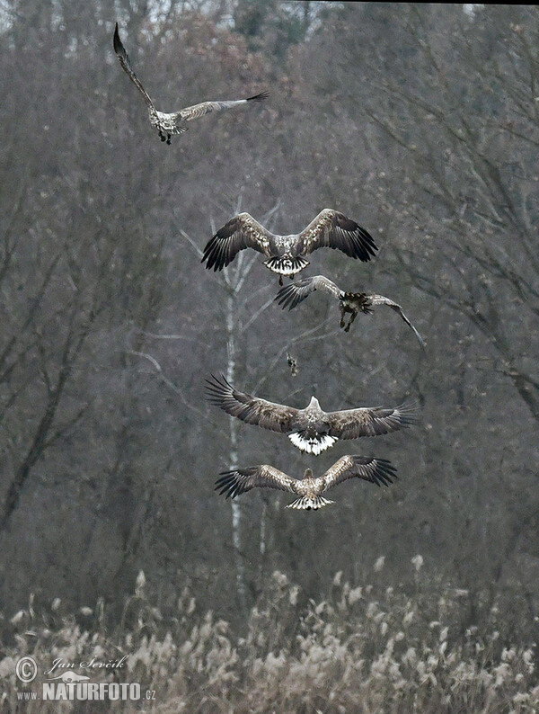 See Adler (Haliaeetus albicilla)