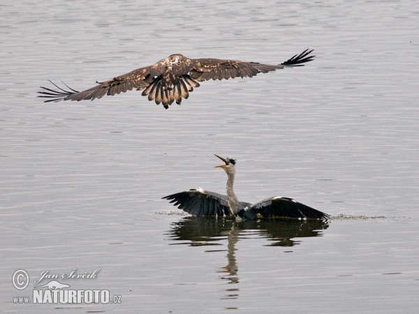 See Adler (Haliaeetus albicilla Ardea cinerea)