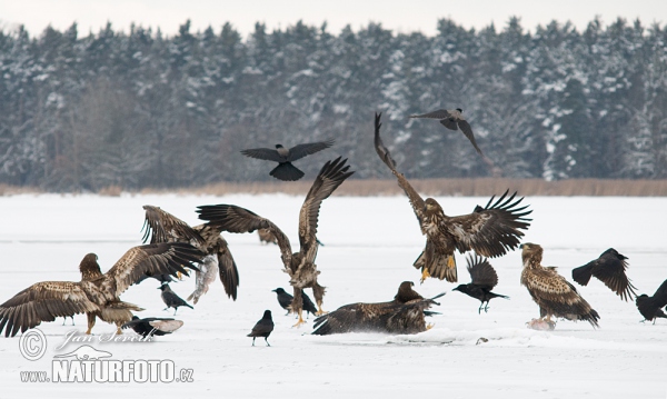 See Adler (Haliaeetus albicilla)