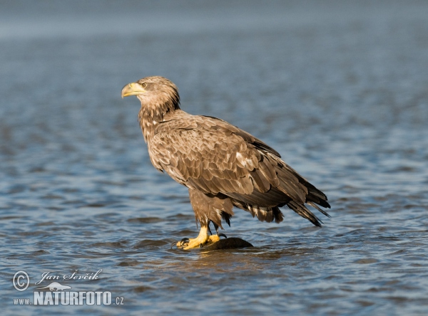 See Adler (Haliaeetus albicilla)