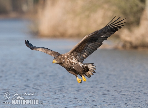 See Adler (Haliaeetus albicilla)