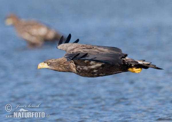 See Adler (Haliaeetus albicilla)