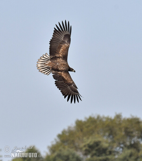 See Adler (Haliaeetus albicilla)