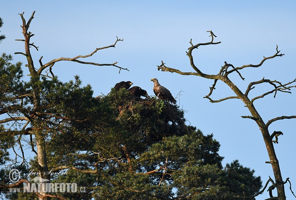 See Adler (Haliaeetus albicilla)