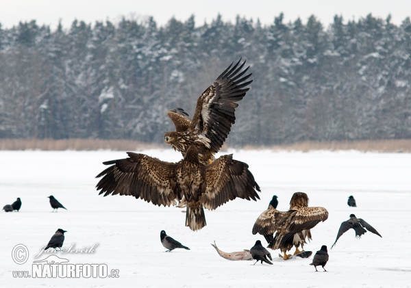 See Adler (Haliaeetus albicilla)