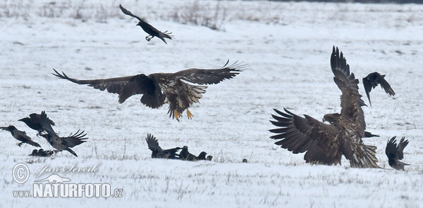 See Adler (Haliaeetus albicilla)