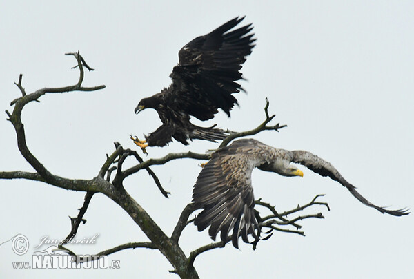 See Adler (Haliaeetus albicilla)