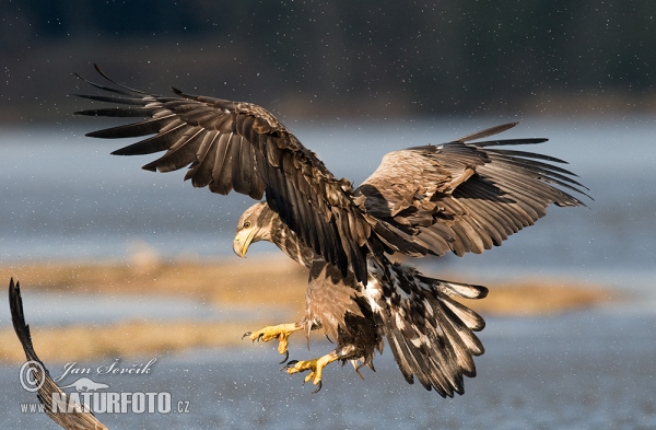 See Adler (Haliaeetus albicilla)