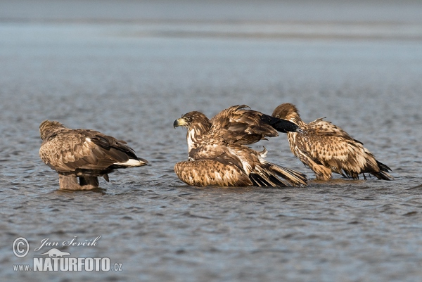 See Adler (Haliaeetus albicilla)