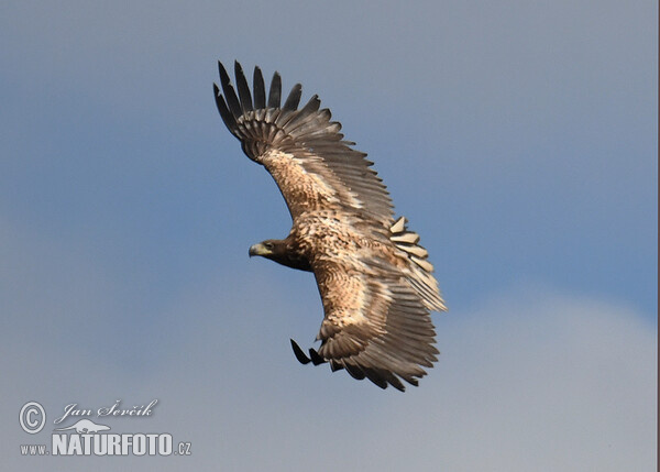 See Adler (Haliaeetus albicilla)