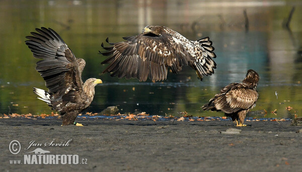 See Adler (Haliaeetus albicilla)