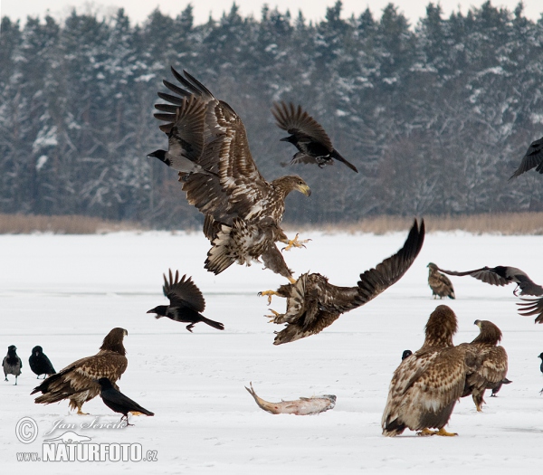 See Adler (Haliaeetus albicilla)